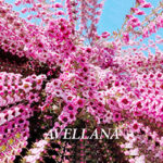 Album cover art featuring repeated images of flower blossoms and the name "Avellana"