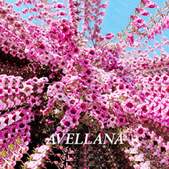 Album cover art featuring repeated images of flower blossoms and the name "Avellana"