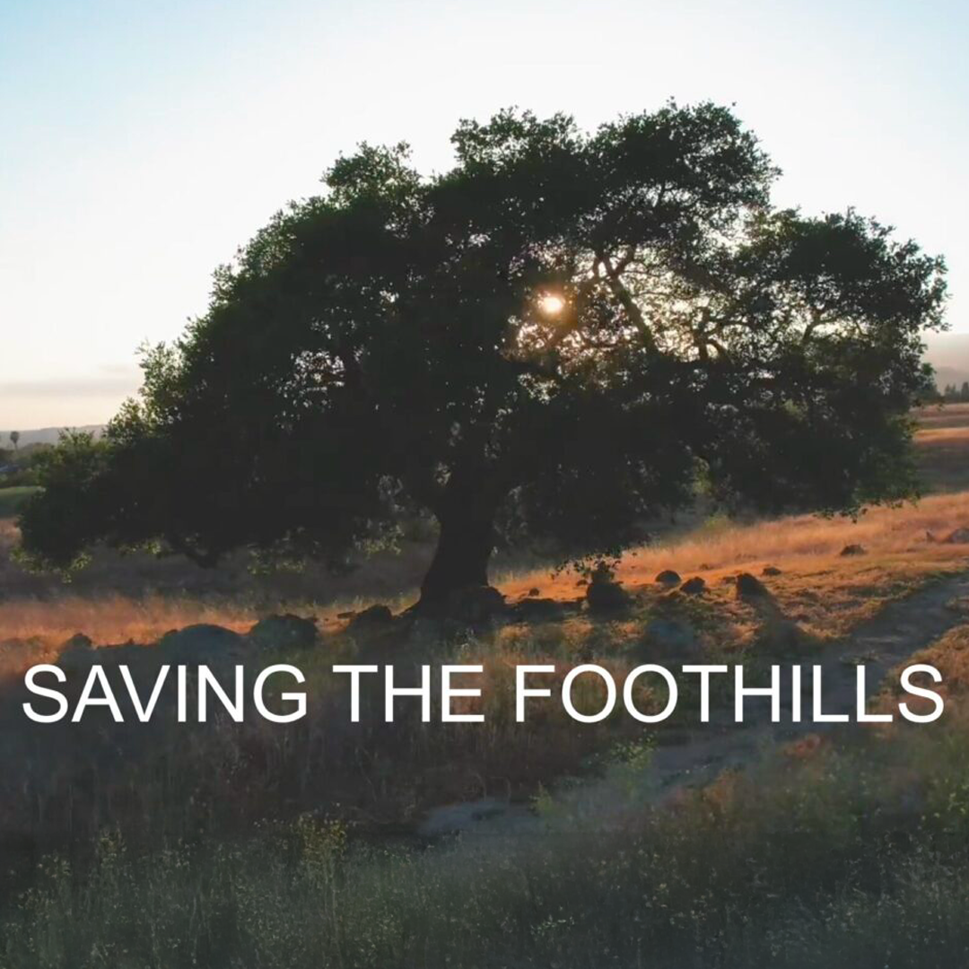 A tree with Saving the Foothills text overlay.